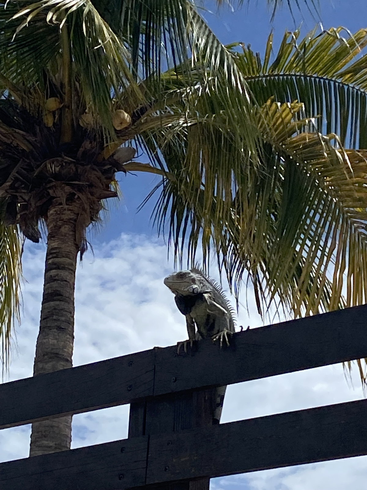 Iguana auf Aruba