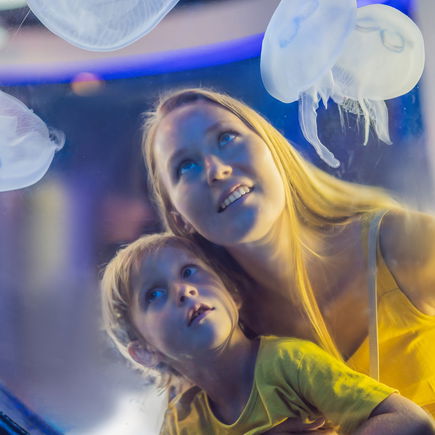 Qualleneltern erkennen: Knochenlos, transparent und unendlich flexibel?