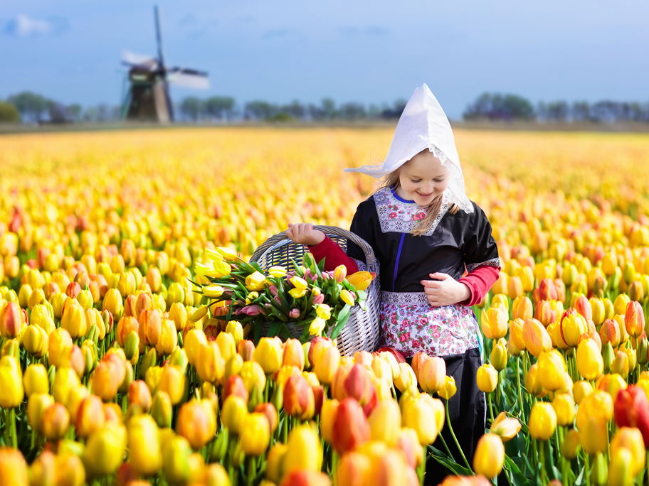 Ein holländisches Mädchen sammelt Tulpen im Tulpenfeld.