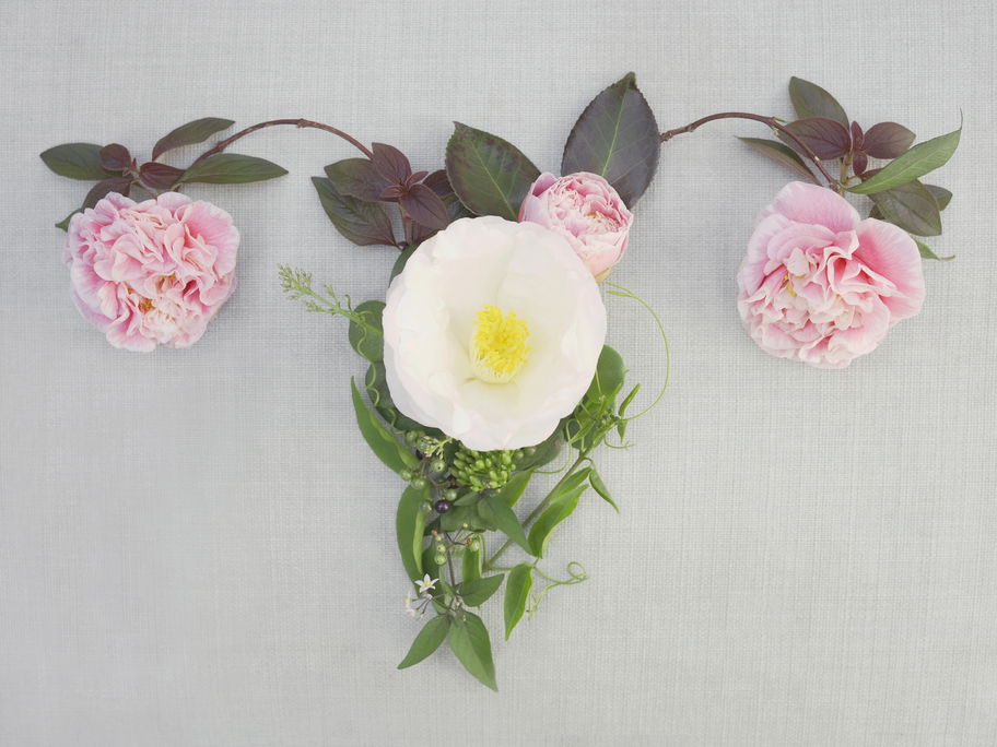 Blüten, die wie ein weibliches Genital liegen