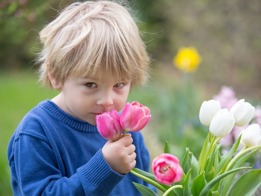 Ein Kind riecht an Tulpen.