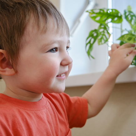 Giftige Zimmerpflanzen: So schützt ihr eure Kinder
