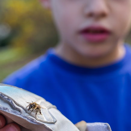 Kinderarzt verrät Trick, wie man einen Bienenstachel am besten entfernt