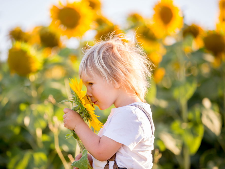 Junge in Sonnenblumenfeld: Ungifte Pflanze für Kinder im Garten