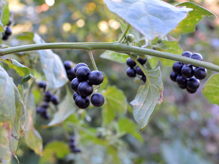 Die Beeren des Schwarzen Nachtschattens
