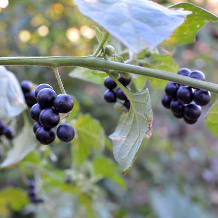 Ist der Schwarze Nachtschatten für Kinder wirklich gefährlich?
