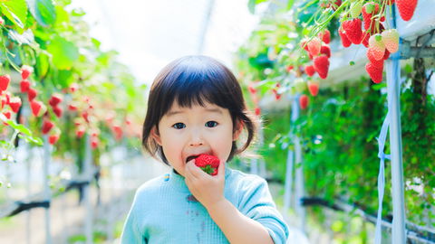 Erziehung nach "Shokuiku": Was japanische Eltern besser machen