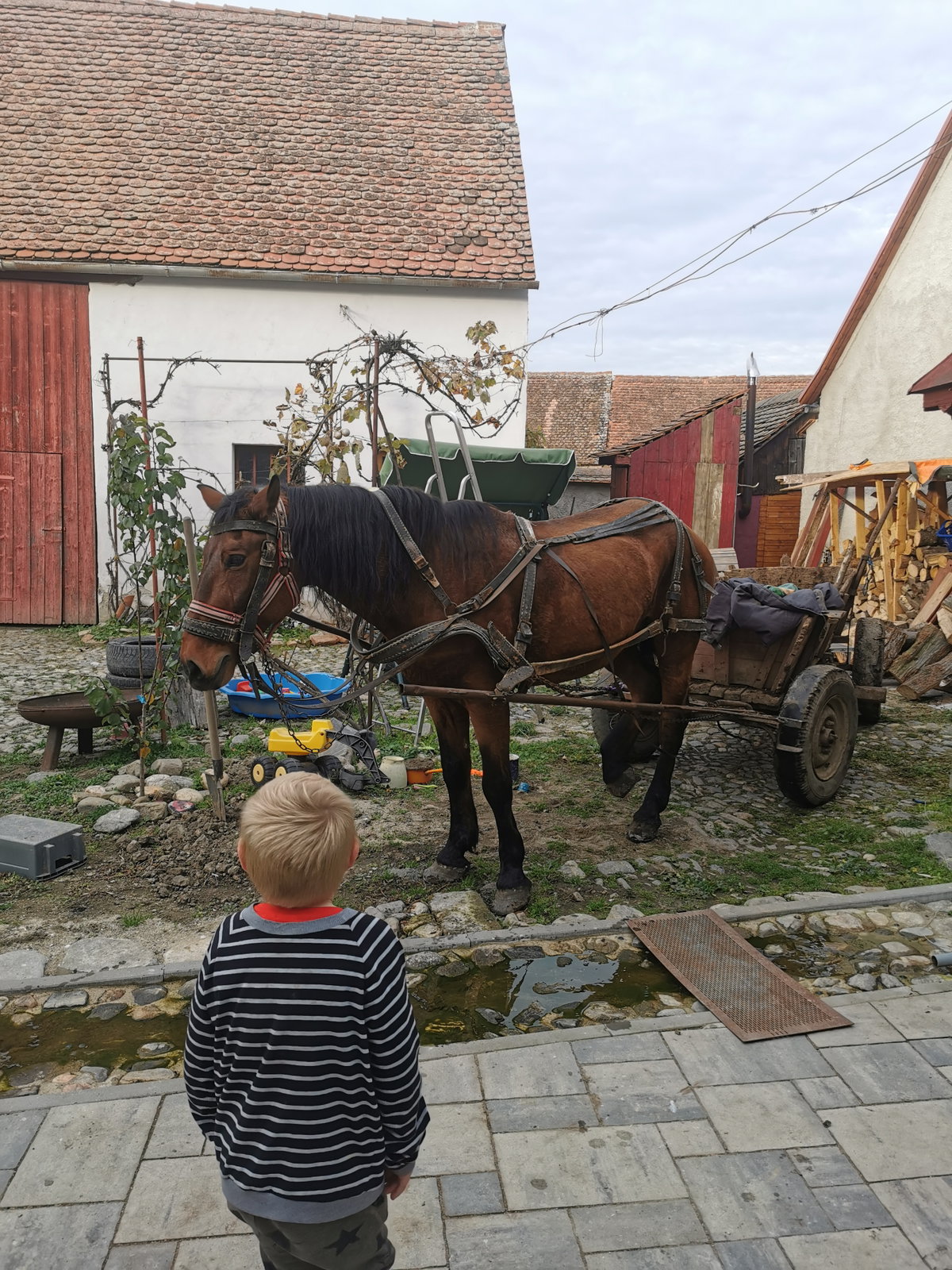 Auswandern nach Transsilvanien