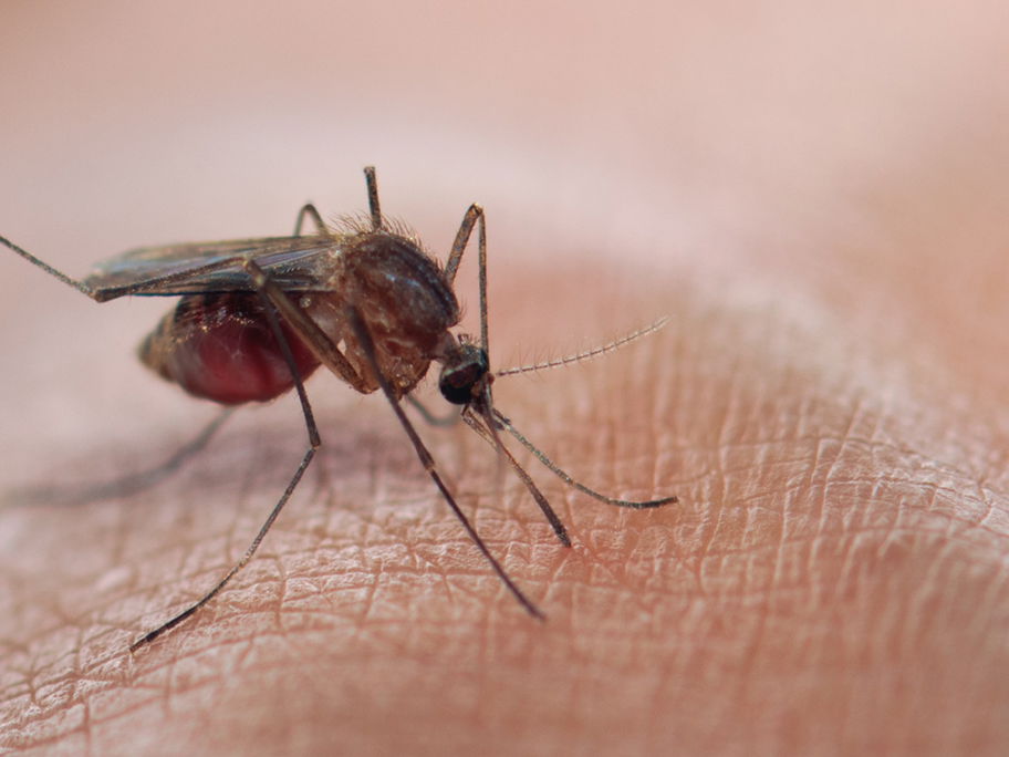 Impfung gegen Dengue erstmals von STIKO empfohlen – nach Infektion