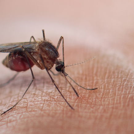 Empfehlung der STIKO: Impfung gegen Dengue nach vorheriger Infektion empfohlen