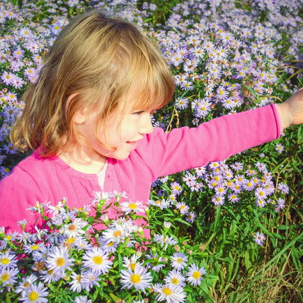 Geburtsblumen im September: Diese 3 Blüten solltet ihr euch merken!