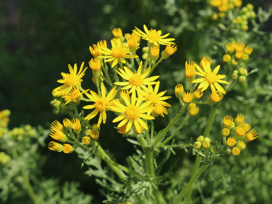 Jakobskreuzkraut hat gelbe Blüten.