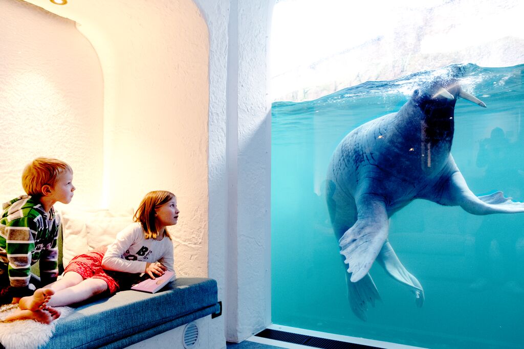 Ein Walross im Pairi Daiza Resort