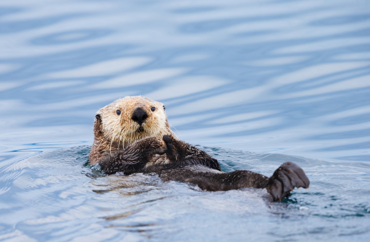 Süße Tiere: Otter