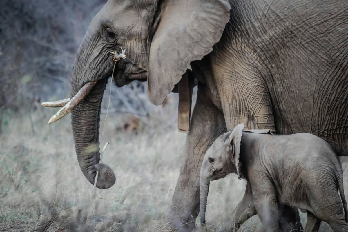 Süße Tiere: Elefanten