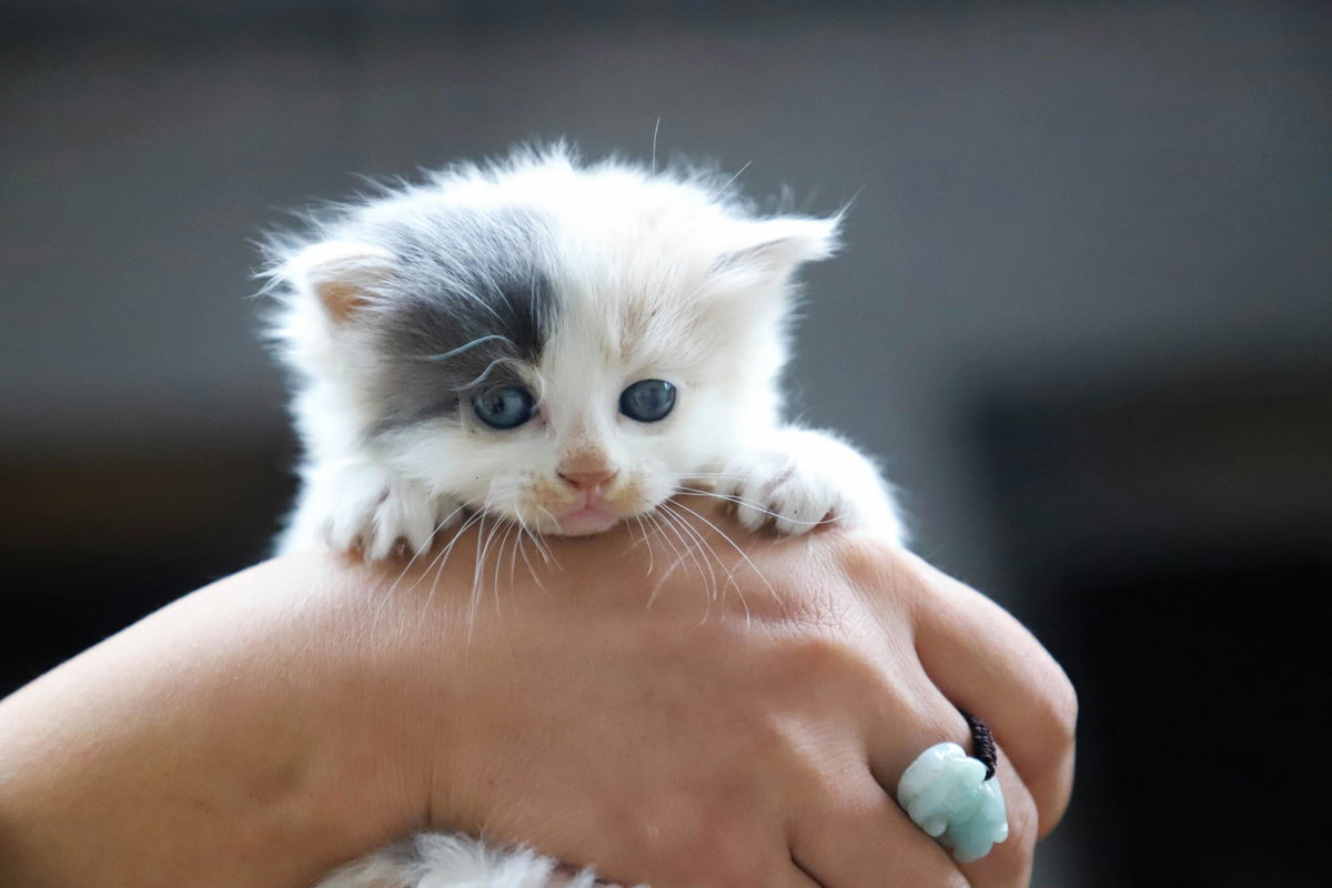 Süße Tiere: Babykatze