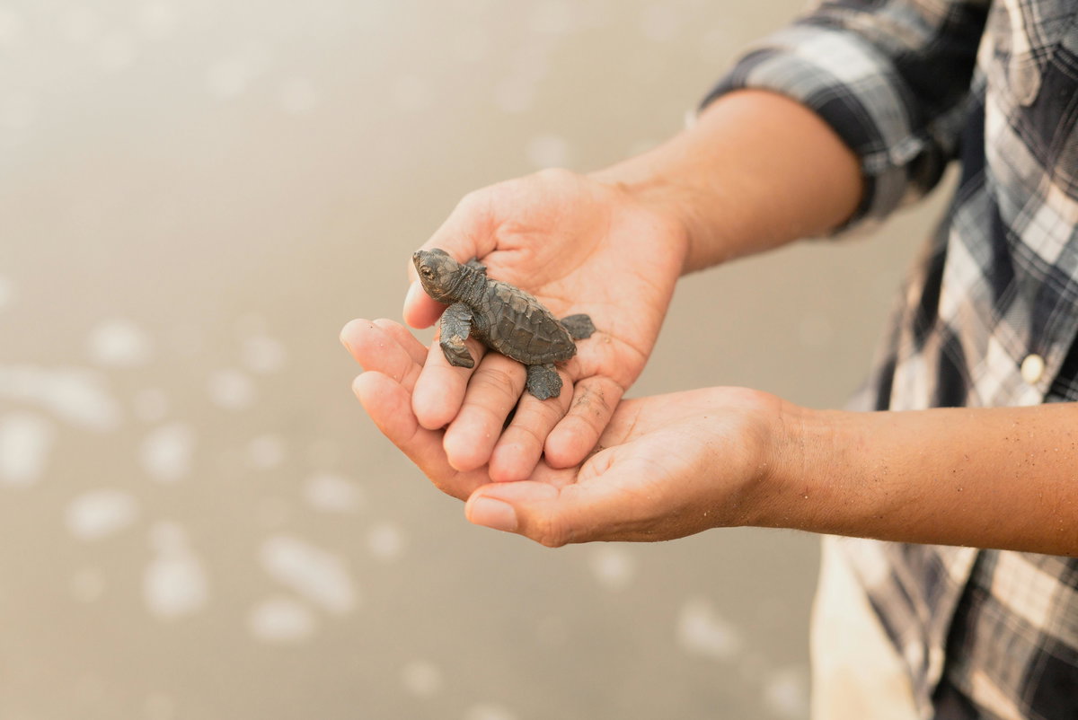Süße Tiere: Baby-Schildkröte