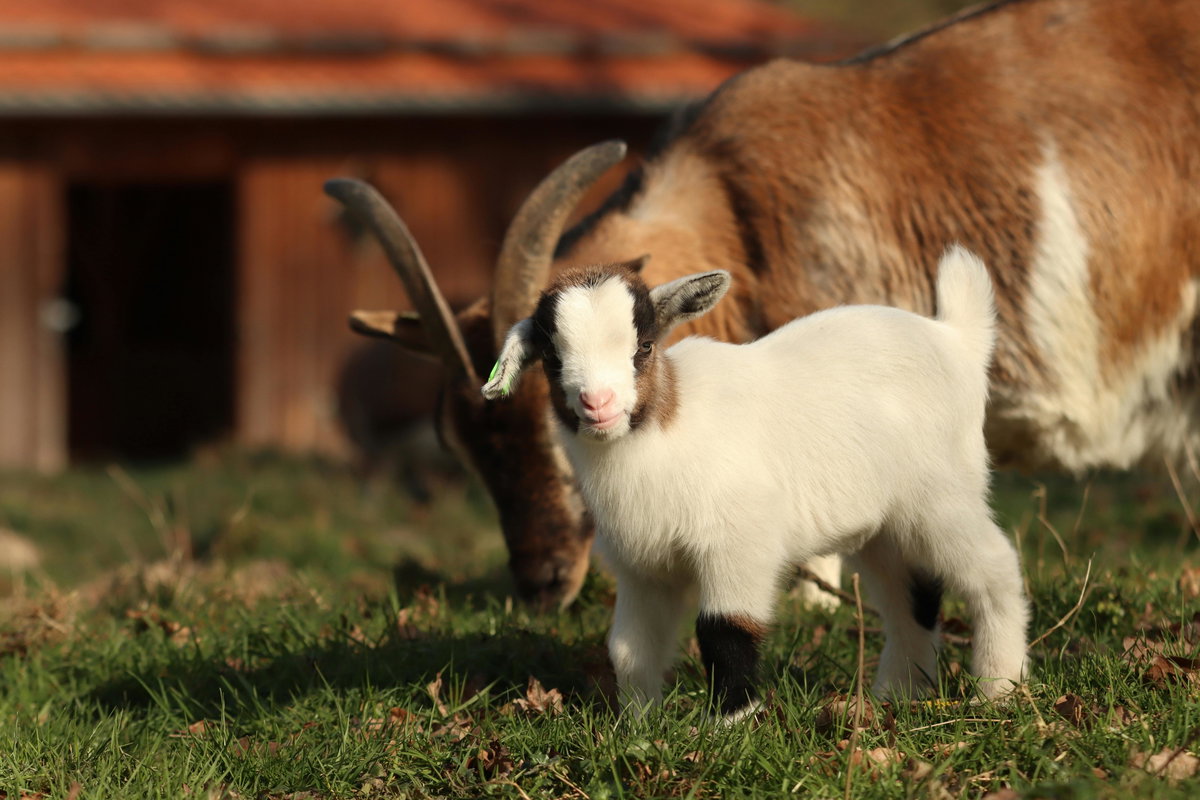 Süße Tiere: Ziegenbaby