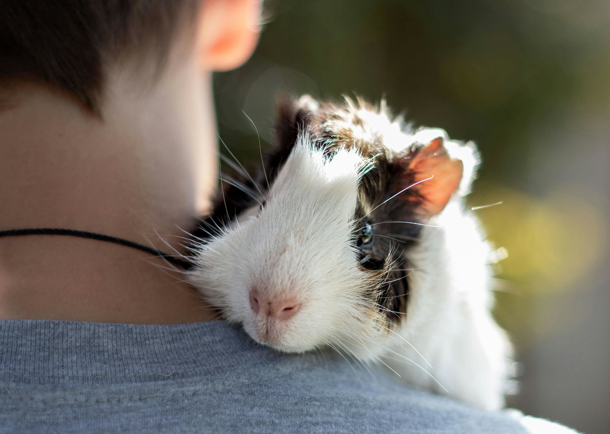 Süße Tiere: Meerschweinchen