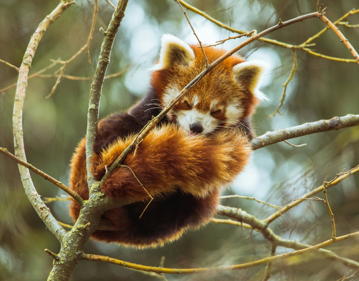 Süße Tiere: Roter Panda