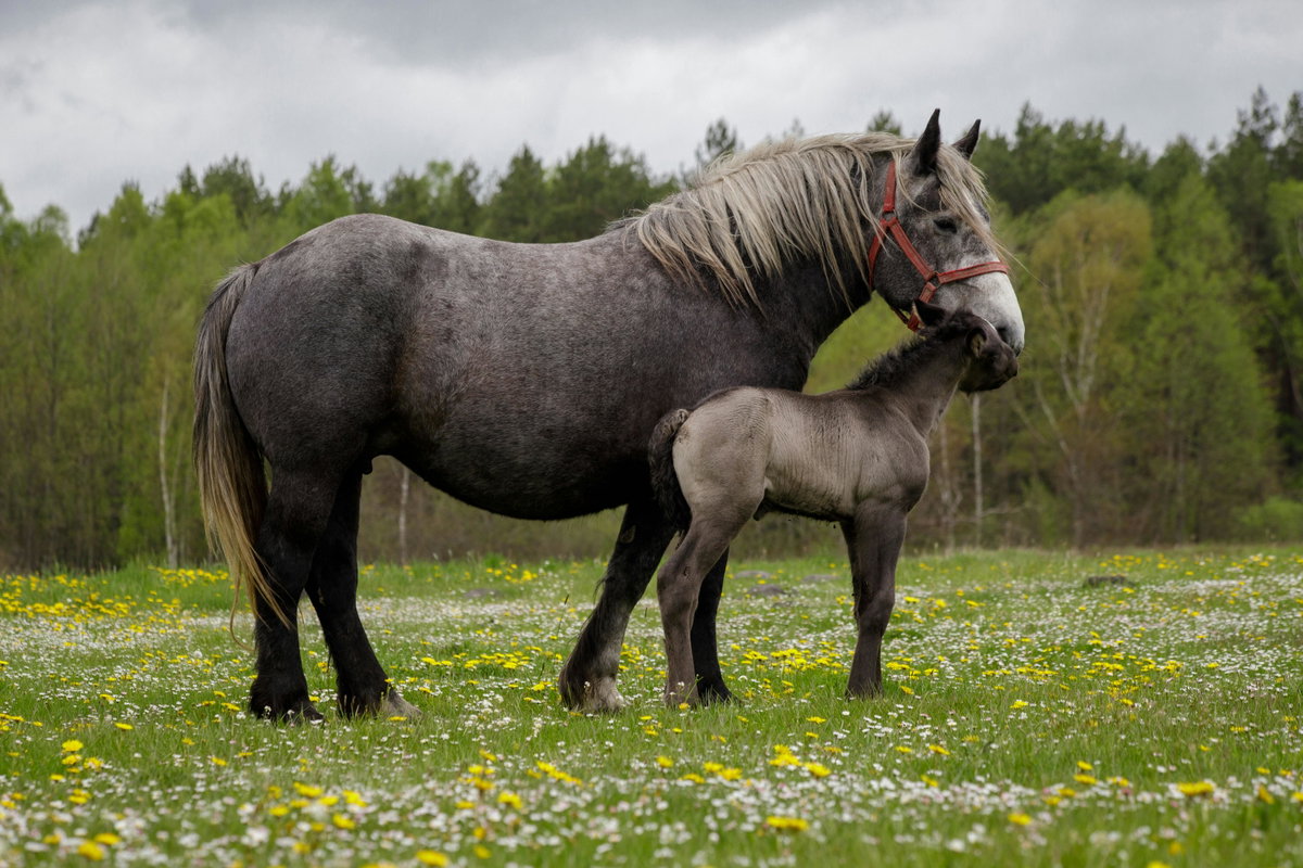 Süße Tiere: Ein Pferd und sein Fohlen