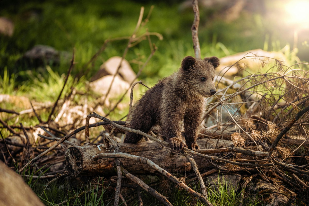 Süße Tiere: Braunbär