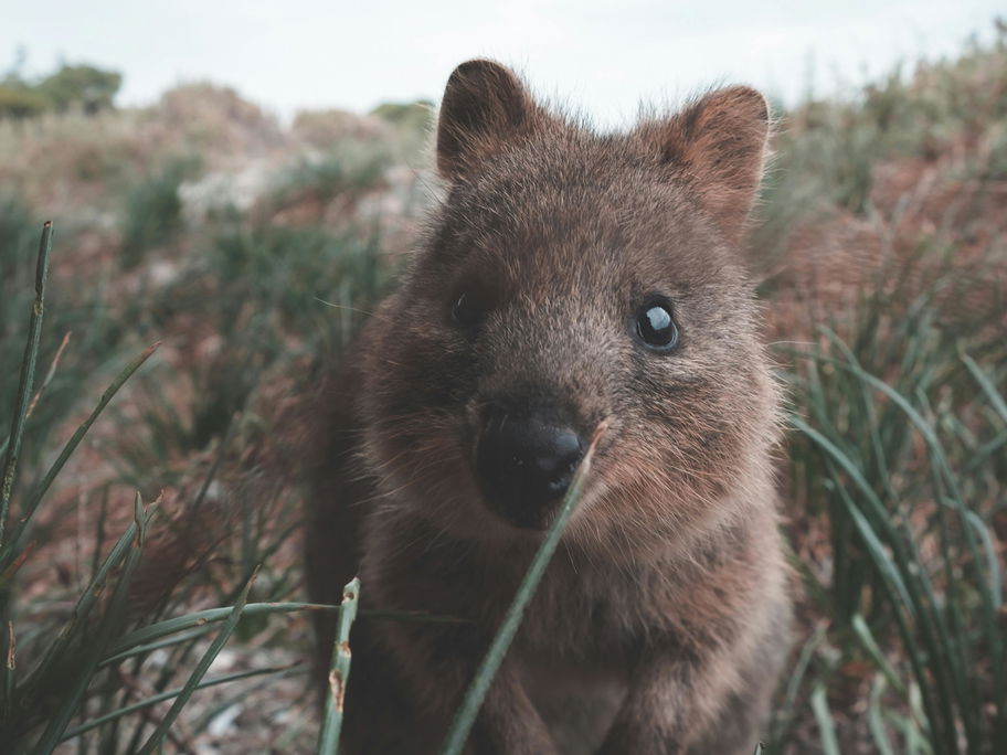 Süße Tiere: Quokka