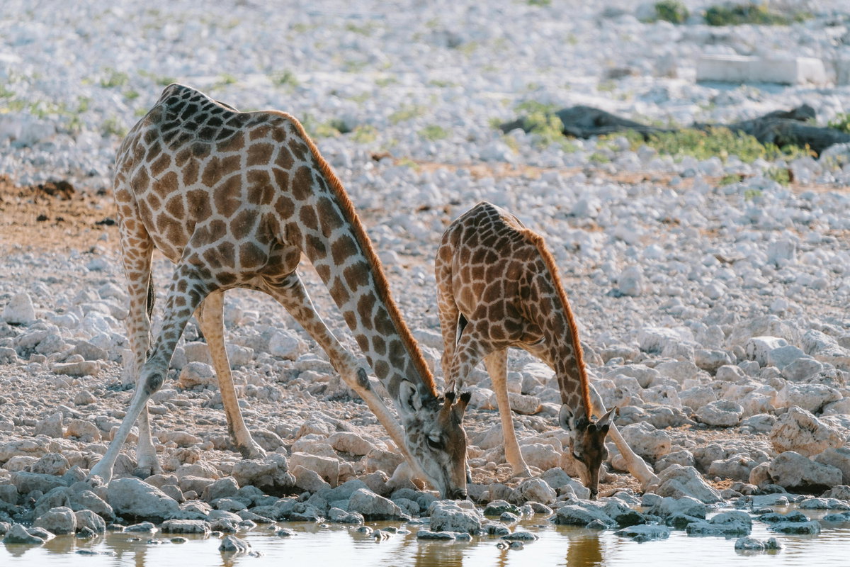 Süße Tiere: Giraffen