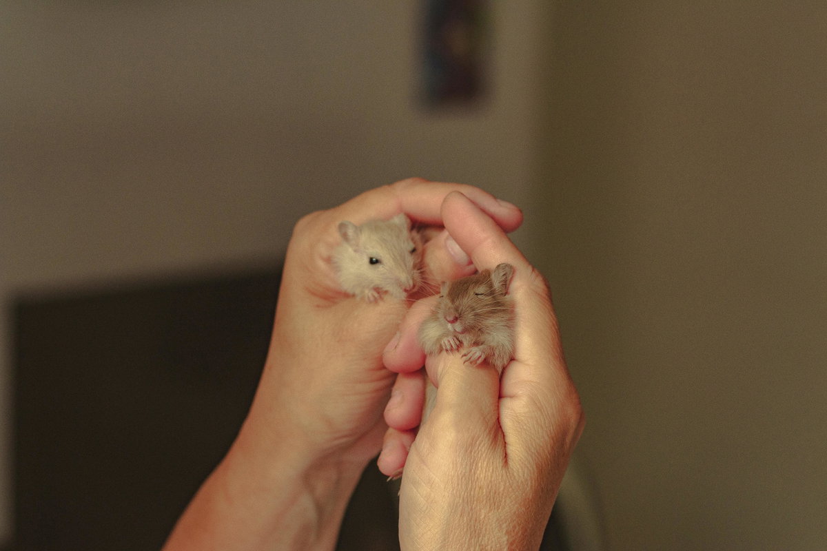 Süße Tiere: Mäuse