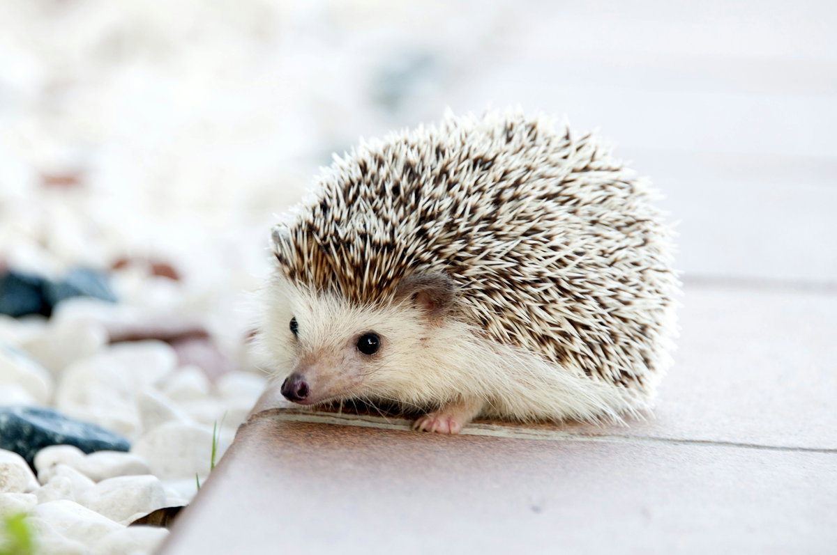 Süße Tiere: Baby-Igel