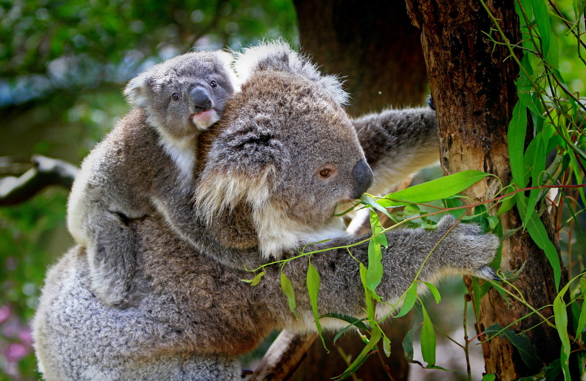 Süße Tiere: Koalas