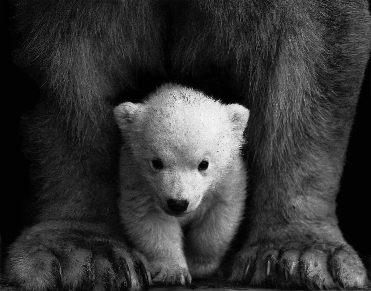 Süße Tiere: Baby Eisbär