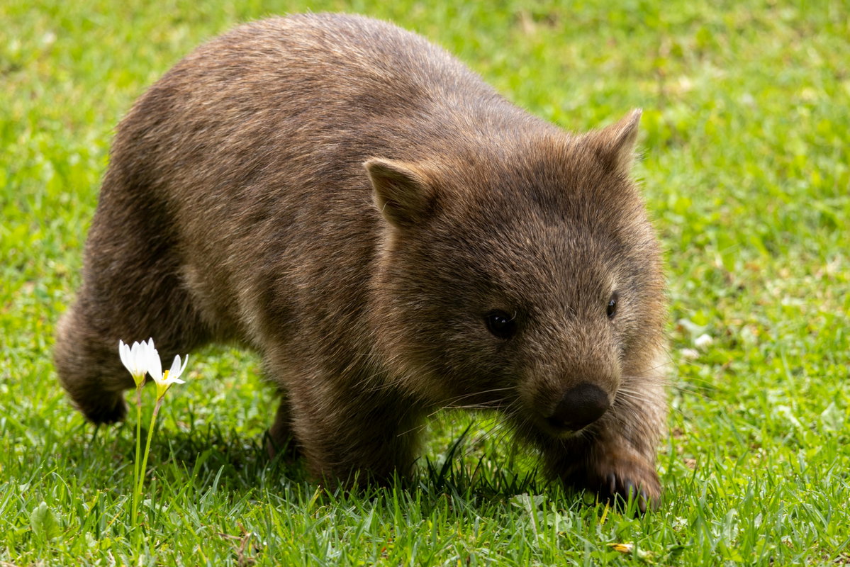 Süße Tiere: Wombat