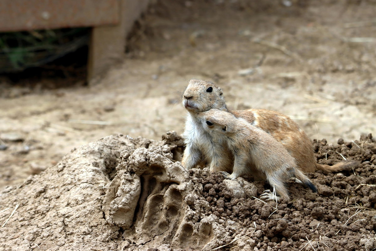 Süße Tiere: Präriehunde