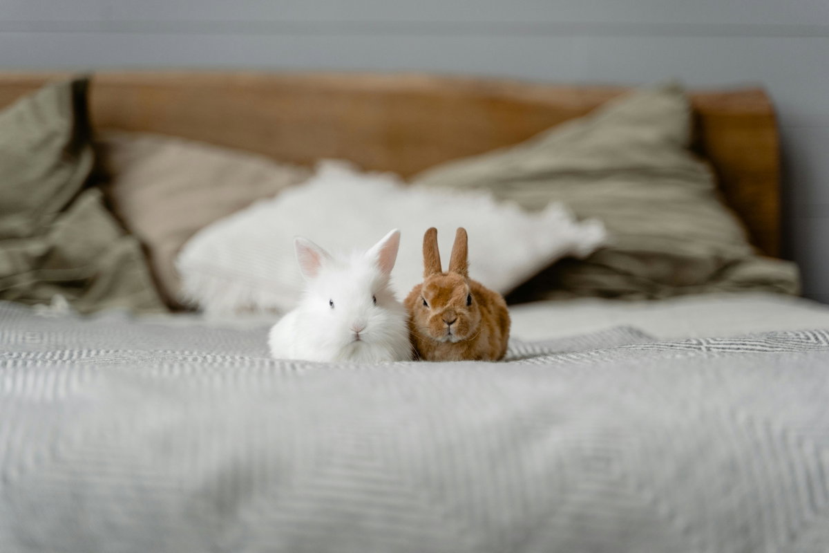 Süße Tiere: zwei Kaninchen