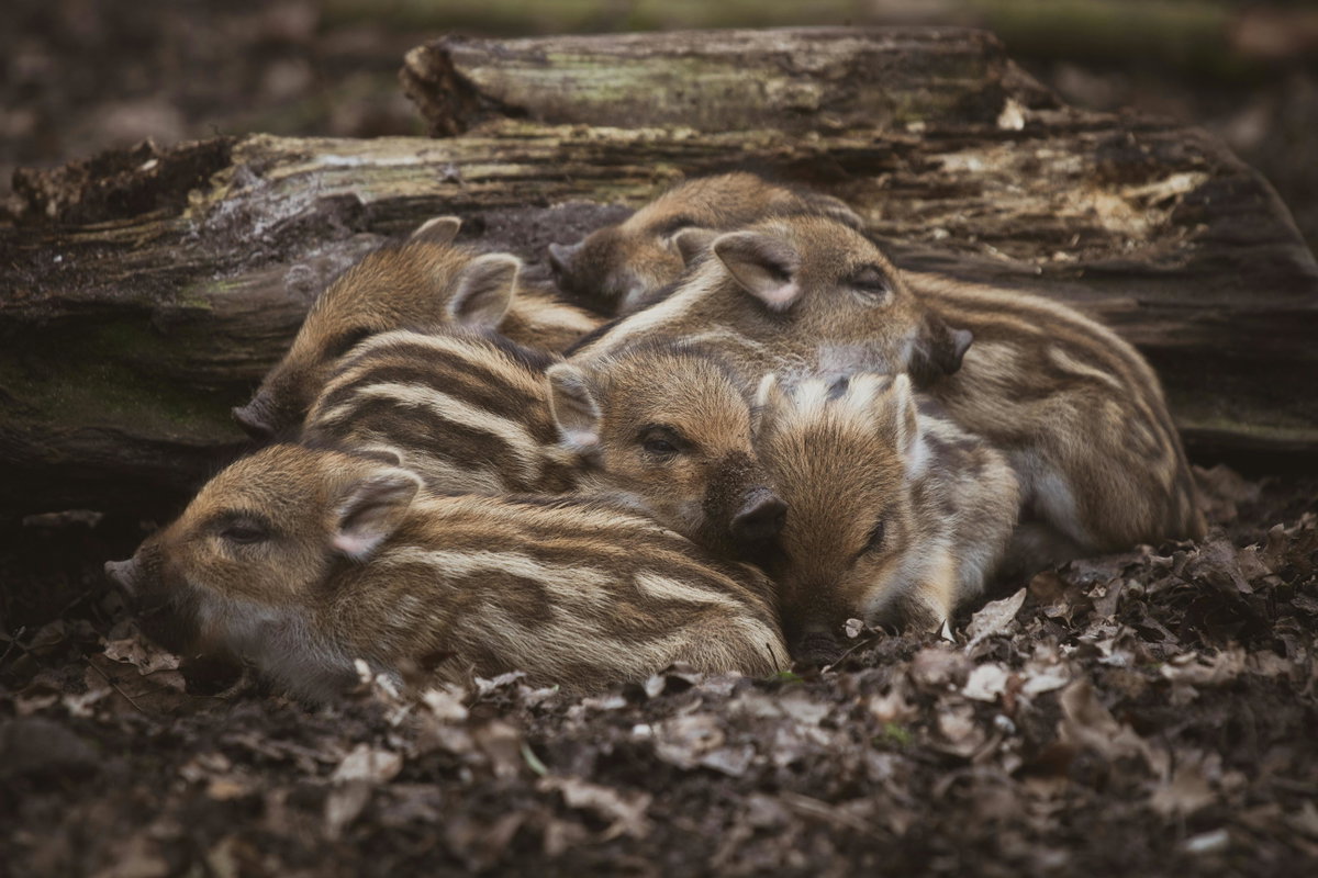 Süße Tiere: Frischlinge von Wildschweinen
