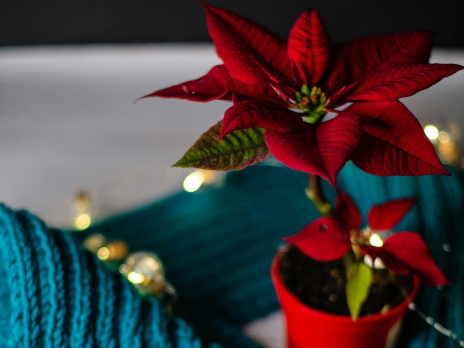 Weihnachtsstern und Strickzeug.