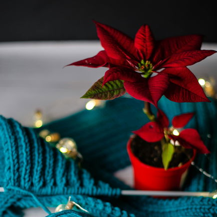 Weihnachtsstern: giftig oder nicht? Tipps für Eltern