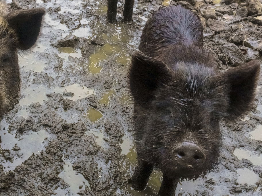 Zwei Wildschweine im Schlamm, die in die Kamera schauen.