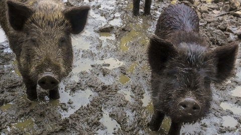 Die schönsten Wildparks in ganz Deutschland
