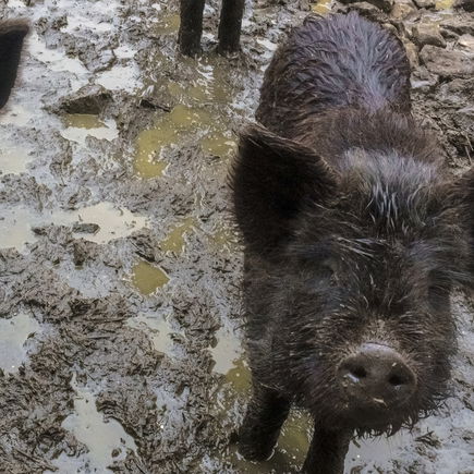 Die schönsten Wildparks in ganz Deutschland