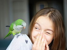 Die 10 besten Papageien-Witze für Kinder
