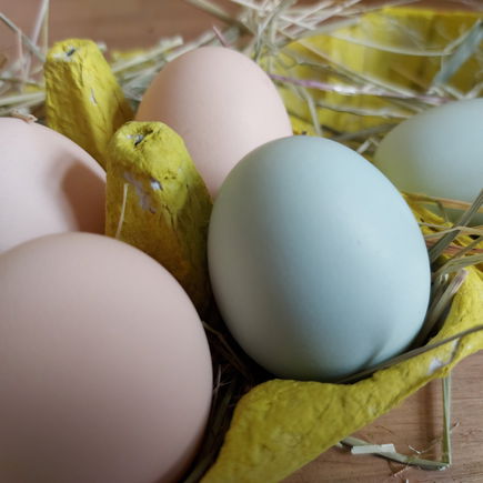 Osternester mit Kindern basteln – aus Eierkarton