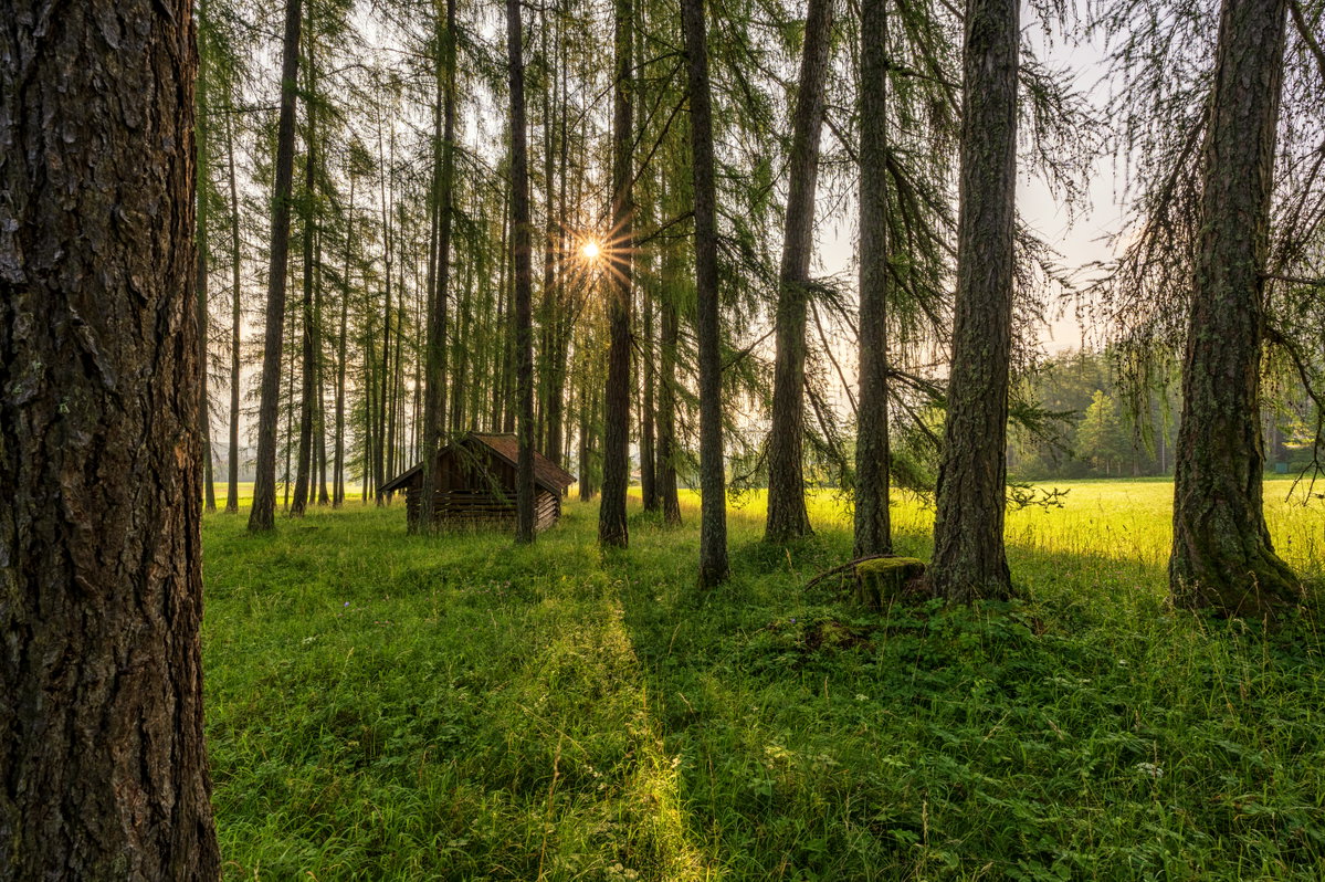 Lärchenwald in Tirol