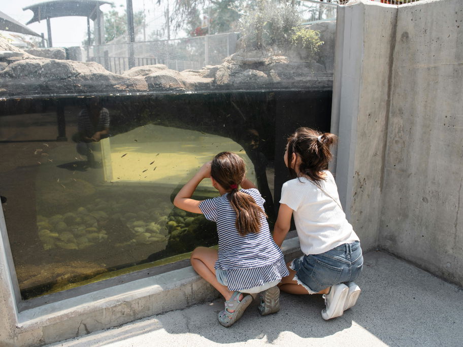 Zwei Kinder schauen durch eine Fensterscheibe in einem Zoo.