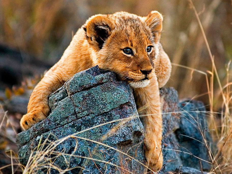 Nicht nur Nala und Simba aus "Der König der Löwen" sind tolle Inspirationen für (Disney-)Babynamen ...