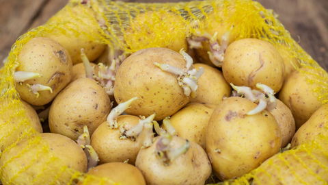 Darf man keimende Kartoffeln noch essen? 