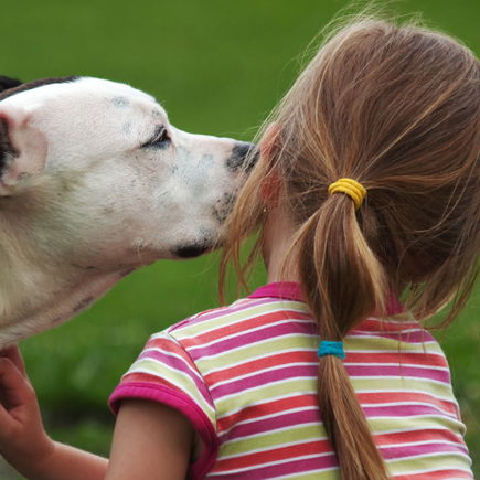 4-Jährige kümmert sich (fast) alleine um 6 Pitbulls!