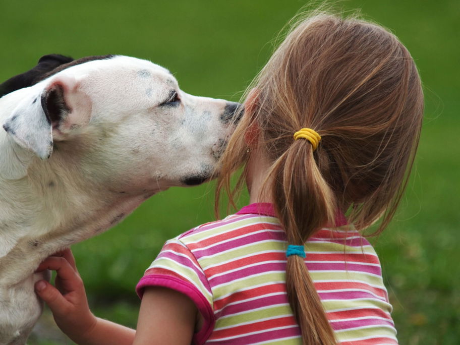 Kleinkinder allein mit mehreren Pitbulls zu Hause lassen – eine gute Idee?