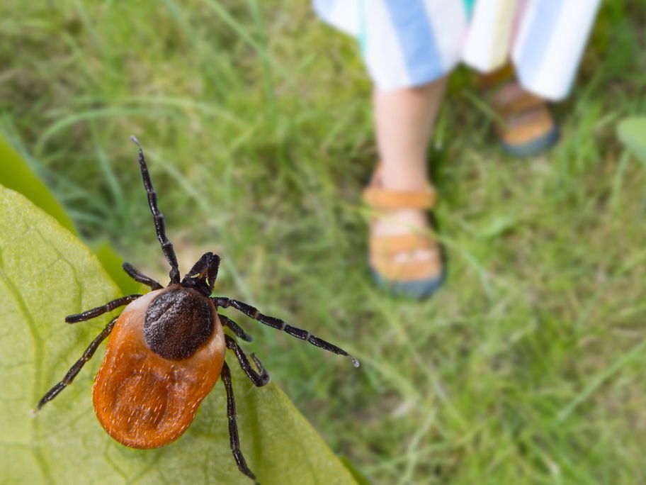 Kinderbeine und eine Zecke auf einem Blatt.